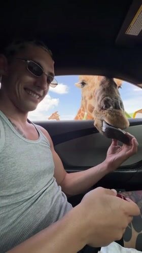 Man encounters giraffe through car window in Fasano