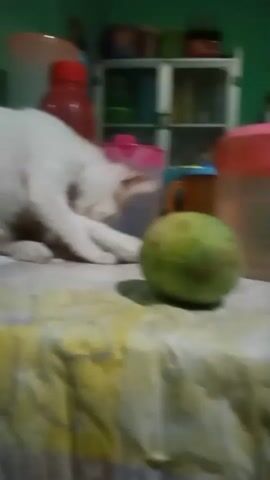 The video shows a white and tan cat interacting with a green mango on a table covered with a patterned cloth. The cat is leaning over the mango, appearing to be playing with or batting at it. In the background, there are various objects, including a red bottle, a pink container, and shelves with more items, suggesting the scene is indoors, possibly in a kitchen or living area. The lighting is dim and the video quality is low.