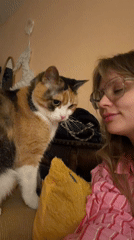 Calico cat nuzzles a person on a Tel Aviv couch