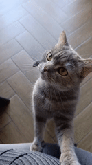 Grey tabby cat documented during morning hours in Chaikovsky