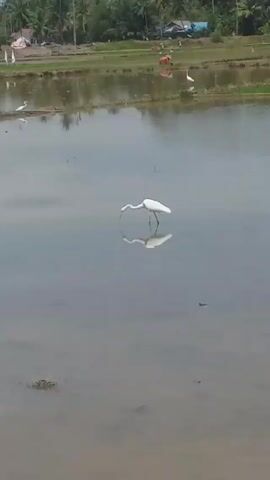 The video shows a flooded rice paddy field, where a white egret stands in the water, casting a reflection. The egret dips its head into the water, possibly hunting for food. In the background, other egrets are visible in different areas of the field, along with people working. Palm trees and buildings are seen in the far background, suggesting a rural or agricultural setting. The sky is overcast, and the water surface is relatively still.