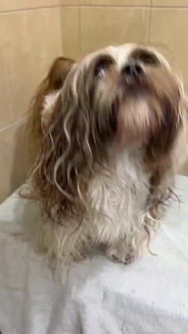 A Shih Tzu dog is shaking its wet fur in a bathroom. The dog is standing on a white towel with beige tiled walls in the background. The dog's fur is brown and white and is blurred due to the shaking motion. The dog's tail is also visible, wagging.
