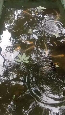 The video shows a rectangular pond filled with water, in which several orange-goldfish-like creatures swim. Scattered on the water's surface are a few green, five-pointed leaves, creating ripples as they float. The pond’s surface also reflects the sunlight, adding dynamic patterns to the water's surface. The pond's dark bottom is visible through the water, adding to its murky appearance.