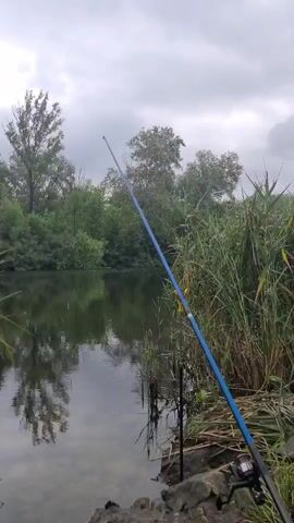 The video shows a fishing rod set up by the side of a calm lake. The rod, which is blue and black, is resting on some rocks and appears to be in the water. The surrounding environment is lush and green, with trees and tall reeds lining the bank of the lake. The sky is overcast, suggesting a cloudy or possibly rainy day. There are no people visible in the video, and the focus is solely on the fishing equipment and the natural scenery.