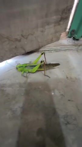 A grasshopper is shown close up in natural light. The grasshopper is bright green with brown wings and long hind legs. It is positioned on a concrete surface with a light-colored wall or structure above it. The grasshopper moves under the wall as the video progresses.
