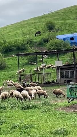 A vertical shot reveals a flock of sheep grazing in a verdant field. The sheep, in a mix of beige, white, and black hues, are scattered across the foreground, munching on the grass. A small pond of water reflects the overcast sky. Beyond the sheep, the terrain slopes upwards into a lush green hill. On the hillside, a lone dark horse is grazing. A roofed, open-sided structure stands halfway up the hill, providing shade for a few sheep resting underneath. Behind this structure, a blue tarp is visible. The sky is overcast, suggesting a dull, perhaps rainy day. The general atmosphere is pastoral and tranquil.