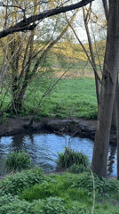 Afternoon stream scenes documented in Maidstone countryside