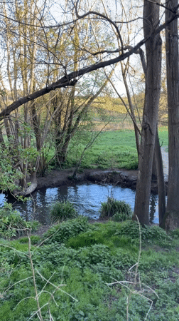 Afternoon stream scenes documented in Maidstone countryside