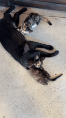 Morning rituals and cat family captured at Thai Chinese shrine