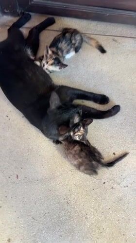Morning rituals and cat family captured at Thai Chinese shrine