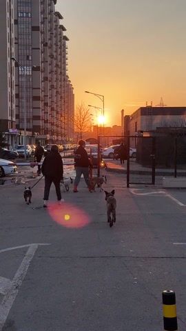 The video shows two people walking several dogs on leashes away from the camera and toward a setting sun. The silhouettes of buildings are visible in the background, along with parked cars. The sun creates a bright glare and lens flare. There are puddles on the ground, suggesting recent rain. A gate is partially visible to the right of the frame. Other people are walking in the background.