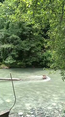 A wooden footbridge spans a river surrounded by lush green trees. The bridge is constructed of weathered wooden planks supported by metal beams. A large log floats in the river near the bank, partially submerged. The river water is a milky green color, and small rocks are visible on the riverbed. The scene is natural and serene, with sunlight filtering through the leaves of the trees.
