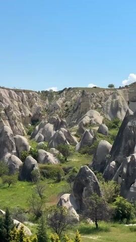 The video presents a static, wide shot of a remarkable natural landscape, characteristic of Göreme, Cappadocia, Turkey. The scene is dominated by numerous light-colored, unusually shaped rock formations, often referred to as "fairy chimneys," which are scattered across the terrain. Many of these formations are conical or rounded, varying in size and texture.

Between these unique geological structures, the ground is covered in lush, vibrant green grass, interspersed with small trees and bushes that add splashes of darker green. In the background, the landscape continues with more undulating, lighter-colored rock hills under a clear, bright blue sky with no visible clouds. The strong sunlight suggests it is daytime, likely midday, contributing to the vivid colors of the scene. No people, animals, or man-made objects are visible, emphasizing the natural beauty and serene atmosphere of the area. The video captures the iconic and otherworldly beauty of the Göreme landscape.