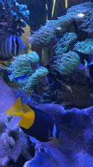 Visitor documents marine life at Pleven aquarium exhibit