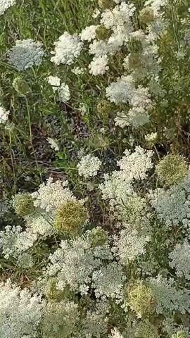 This media file depicts a close-up view of Queen Anne's Lace (also known as wild carrot) flowers in a field. The flowers are predominantly white, with some developing seed heads that appear greenish-brown and round. The plants are growing in a dense cluster, with tall, slender stems and feathery green foliage. The ground beneath the flowers is covered with dry grass, twigs, and some darker soil. The lighting suggests it is daytime, likely with bright sunlight given the way the flowers are illuminated and the shadows are cast. The scene appears natural and wild, indicative of an outdoor setting such as a meadow or roadside. There are no people or animals visible. The overall impression is one of a natural, botanical scene, possibly during late summer or early autumn when the seed heads are forming. The location context of Velykyi Oleksyn, Ukraine, places this scene in Eastern Europe. There is no visible text in the media file.
