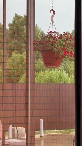 The video shows a close-up view through a window of a hanging potted plant filled with red flowers. The pot is suspended by a chain and hook. Behind the plant, a wooden fence is visible, and beyond that, green trees and bushes form the backdrop. The overall lighting suggests an overcast day, possibly with rain, as there appears to be moisture on the window.