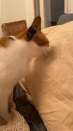 Calico cat kneads pillow in Haifa home