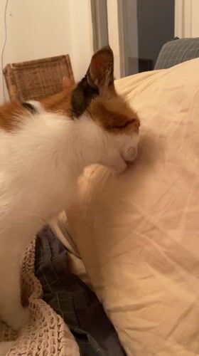 Calico cat kneads pillow in Haifa home