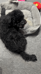 Pet owner plays with black poodle using stuffed toy