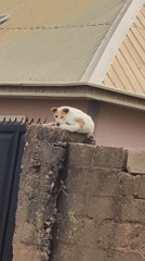 Dog rests on wall amid morning dew in Nigeria