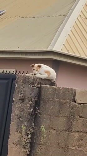 Dog rests on wall amid morning dew in Nigeria