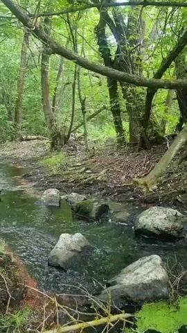 A shallow, murky stream flows through a wooded area. Several large, grey rocks are partially submerged in the water, creating a natural stepping stone path across the stream. The banks of the stream are lined with mud, dirt, and fallen leaves. Overhanging branches from trees with green leaves create a canopy above the scene. The overall impression is one of a natural, somewhat wild, outdoor environment. There are no people or animals visible in the video.