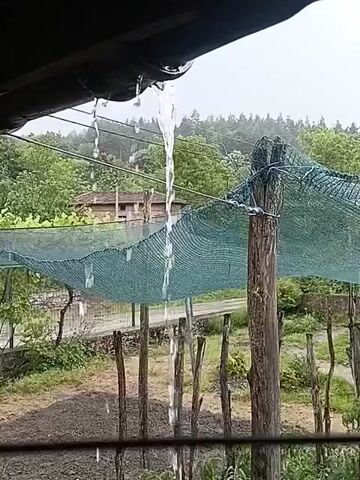 The video shows rain cascading from a black roof’s edge, viewed from underneath. The water falls into a garden area dotted with small, thin wooden posts.  A green net is strung horizontally across the scene, attached to the posts. Beyond the net, there is cultivated soil and some greenery.  In the background, a building with a red roof is partially visible, nestled among trees and a distant hillside. The weather appears overcast, with the sky a pale grey.