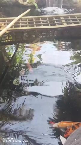The video shows a close-up, slightly shaky view of a koi pond. The water is dark and reflective, with sunlight dappling its surface. There are several koi fish visible, with orange, white, and black markings. One fish is particularly prominent in the foreground, with bright orange and white coloring. The pond appears to be outdoors, with a wooden grate or bridge structure partially submerged in the water. In the background, there is a small waterfall cascading over rocks and greenery. The overall impression is of a peaceful, natural setting, possibly a garden or park. The video is filmed on a TECNO POVA 7.