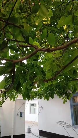 The video shows a close-up view of lush green leaves and branches of a tree from a low angle, looking upwards. Sunlight filters through the leaves, creating dappled light and shadow. Some walnuts are visible on the branches. Below the tree, a white building with a window and a blue frame is partially visible, as is a part of a white wall. A clothes drying rack can be seen in the lower right corner. The overall impression is of a peaceful, natural scene with a hint of domesticity.