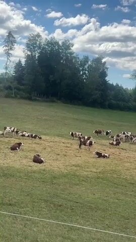 A herd of cows with brown and white markings are grazing and resting in a grassy field under a partly cloudy sky. The field is sloped and surrounded by trees. In the background, there are some buildings and a water tank. One cow is standing and looking towards the camera.