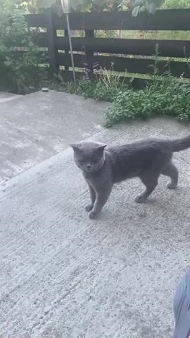 A grey cat stands on a concrete patio near a wooden fence with green foliage. The cat is facing left, with its tongue slightly out, and its tail is extended. The cat appears to be observing something off-camera. The scene is outdoors, with daylight visible.