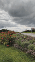 Lasnamäe streets: buses, flowerbeds, and Soviet-era residential blocks