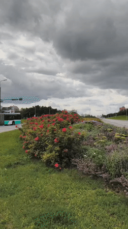 Lasnamäe streets: buses, flowerbeds, and Soviet-era residential blocks