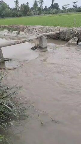 The video shows a muddy water channel flowing past a damaged concrete embankment. The embankment has visible cracks and erosion. Beyond the embankment is a green field, likely a rice paddy, with some palm trees in the distance and a cloudy sky overhead. A rudimentary wooden bridge made of logs and supported by concrete pillars crosses the channel in the foreground. The water is flowing and appears to be carrying some debris. The overall scene depicts a rural landscape with agricultural land and a water management system that is in disrepair.