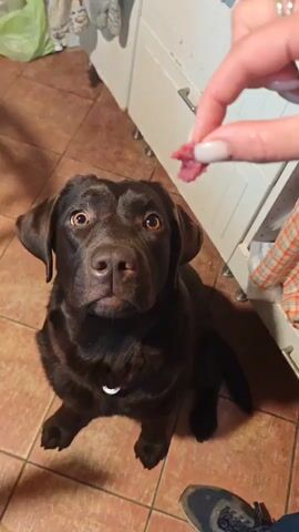The video shows a person holding a small piece of meat over a brown Labrador Retriever. The dog is sitting on a light brown tile floor, looking up at the meat with big brown eyes. The person's hand is visible, with manicured nails and a ring. Behind the dog, there are white kitchen cabinets. A plastic grocery bag is also visible in the background. The person says "Nel'zya" which translates to "forbidden" in Russian. The dog is trying to resist eating the treat.