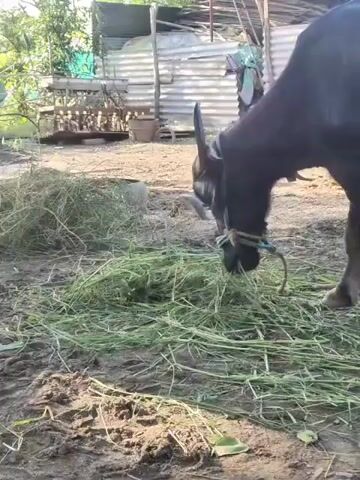 A black buffalo with horns is eating grass in a muddy area. The buffalo is tethered with a rope around its nose. There is a pile of grass in front of the buffalo. In the background, there is a corrugated metal structure, some trees, and a wheelbarrow. The ground is dirt and has some footprints in it. The lighting suggests it is daytime.