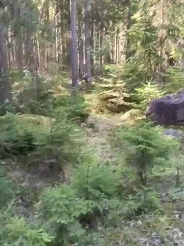 The camera pans right across a scene in a sunlit forest.  The forest is filled with tall, thin trees with green coniferous foliage, and smaller evergreen shrubbery.  On the forest floor, mossy areas are mixed with patches of dry leaves and debris.  Two large gray rocks are visible, their surfaces partially covered in moss. The camera captures the quiet and still environment of the woods.