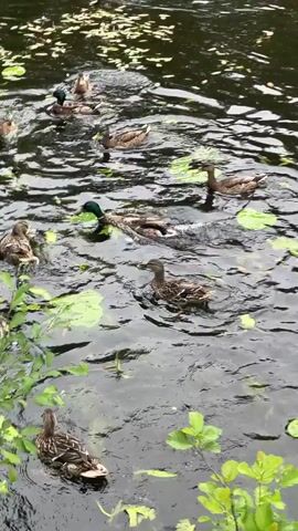 The video shows a body of water, likely a pond or lake, with several ducks swimming and interacting. The water is dark and somewhat murky, with lily pads floating on the surface in some areas. Green foliage, likely trees and bushes, line the background, suggesting an outdoor, natural environment. The ducks are primarily mallards, identifiable by their brown and green plumage. Some ducks are actively feeding or interacting with each other, creating ripples on the water. In some frames, seagulls are also visible, either swimming on the water or flying overhead. The lighting suggests it is daytime, possibly overcast. There are no humans visible in the video.