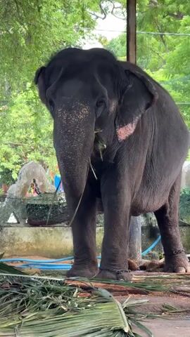 A dark-skinned elephant stands facing the camera. It is eating palm leaves. The elephant is in an outdoor enclosure. There is a concrete wall behind the elephant, and trees and foliage can be seen in the background. The elephant has chains around its legs.