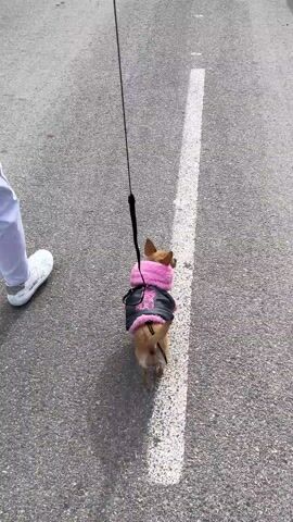 A woman walks a small, tan dog down an asphalt road marked with white lines. The woman wears white sneakers, light grey sweatpants, a pink sweatshirt, and a white hooded vest. The dog wears a small black jacket with pink faux-fur trim. The dog is on a leash. The woman holds the leash in her right hand. The woman and the dog are walking side by side. The wind blows the woman's hair. Trees and houses can be seen in the background. The dog barks.