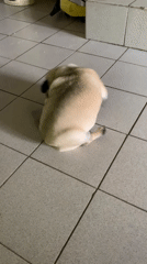 Pug at home: spinning, napping, and blanket lounging