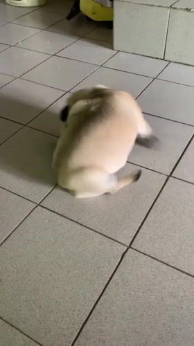Pug at home: spinning, napping, and blanket lounging
