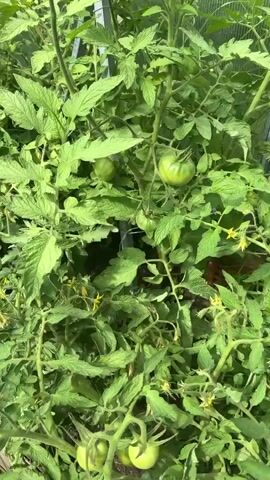 A close-up shot shows a lush tomato plant with many green leaves. Several small green tomatoes are visible, along with tiny yellow flowers. The plant appears to be growing in a greenhouse, as indicated by the presence of metal supports and a transparent ceiling in the background. The lighting suggests it is daytime.