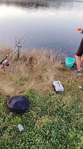 The video shows a person fishing by a lake. The scene is set at dawn or dusk, with a misty lake reflecting the soft light of the sky. The shore is covered in dry grass and some greenery.

The main subject is a person, wearing a grey long-sleeved shirt and black shorts, actively fishing. They are standing near the water's edge, with fishing rods set up on the bank. A green bucket is placed near the person, possibly for holding caught fish or bait. Other fishing equipment, such as a tackle box and a foldable stool, are visible on the grass.

The person is engaged in the activity of fishing, as evidenced by the fishing rods and their posture. They appear to be casting or reeling in their line. The overall mood is tranquil and suggests a peaceful outdoor activity. The natural setting, with the calm water and distant treeline, enhances this feeling. No text is visible in the video.