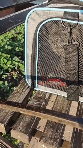The video shows a pet carrier sitting on a wooden bench outdoors. The carrier is gray with a black mesh front and a light blue trim. A black strap hangs from a metal ring on the top of the carrier. Inside the carrier, there is a red object. The bench is made of light brown wooden slats and has metal supports. The background shows green plants and grass, suggesting an outdoor setting. The camera zooms in slightly on the pet carrier.