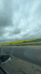 Driver captures yellow field view near Troyanovo, Bulgaria