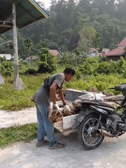 Everyday life in a rural Siberut community, one September morning.