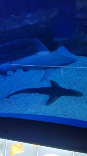 Marine life filmed at Valencia aquarium exhibits
