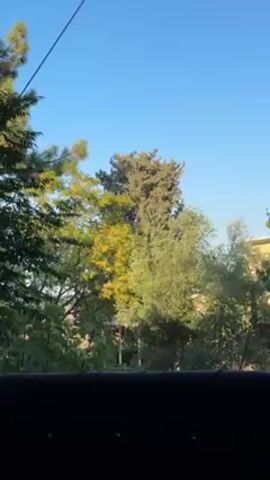 The video shows a view from what appears to be an indoor space looking out at trees and a clear, blue sky. The trees vary in color, with some appearing green, and others displaying yellowish hues, suggesting the start of autumn. The bottom of the frame is dark, which indicates that the camera is positioned behind something like a chair or a low wall.  A thin wire runs diagonally across the top left of the frame. The environment is well-lit.