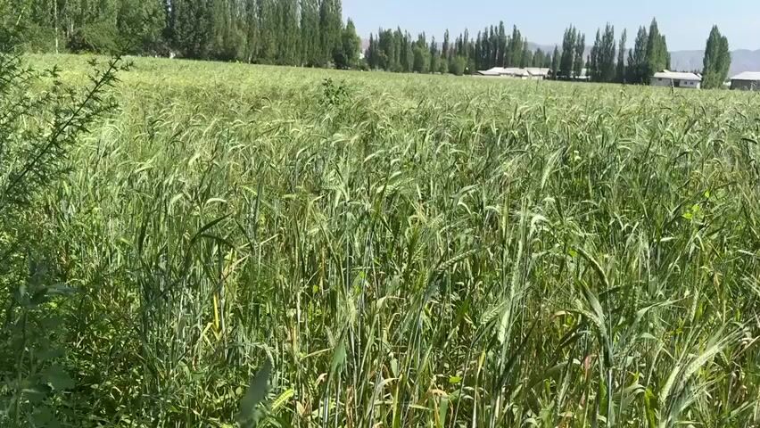 A handheld video captures a wide view of a green field of wheat or barley under a clear blue sky. The camera is positioned low, looking across the tops of the crops. The stalks are tall and appear to be in the early stages of growth, with some developing heads. The field stretches into the distance, where a line of trees and some buildings are visible. The trees are tall and slender, likely poplars, and form a dark green band against the lighter green of the field. Behind the trees, white buildings with dark roofs can be seen, along with a distant mountain range. The sun is bright, casting subtle shadows and illuminating the scene. The wind appears to be blowing gently, causing the wheat stalks to sway. No people or animals are visible in the frame. The overall impression is one of a rural, agricultural landscape on a sunny day.